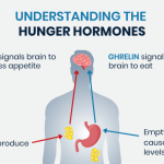 How do peptides regulate hormonal signaling pathways?